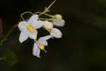 Jasmine nightshade